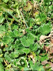 Alchemilla orbiculata