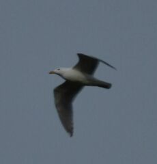 Larus glaucescens × occidentalis