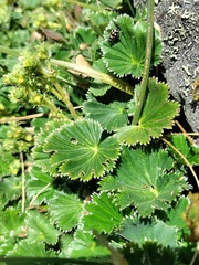 Alchemilla orbiculata