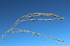 Leptochloa dubia