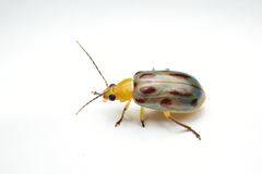 Exora obsoleta