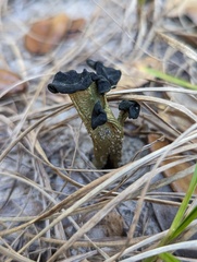 Leotia viscosa