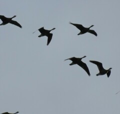 Branta hutchinsii