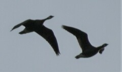 Branta hutchinsii