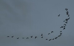 Branta hutchinsii