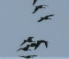 Branta hutchinsii