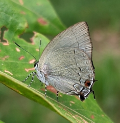 Theclopsis lydus