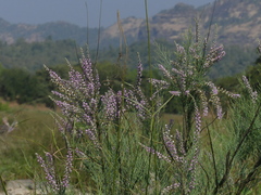 Tamarix ericoides