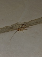 Gryllodes sigillatus