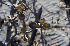 Malacomeles pringlei