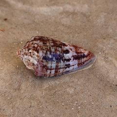 Conus anemone