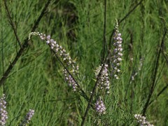 Tamarix ericoides