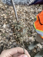 Callirhytis quercuscornigera