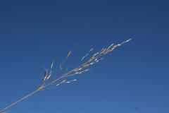 Muhlenbergia dubia