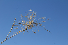Muhlenbergia setifolia