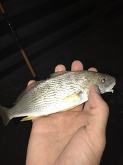 Umbrina roncador