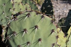 Opuntia rastrera