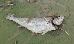 Argyrosomus japonicus