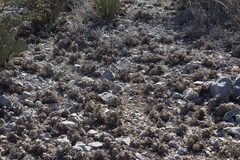 Selaginella pilifera