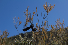 Senegalia berlandieri