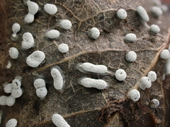 Didymium squamulosum