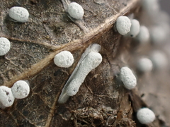 Didymium squamulosum