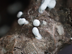 Didymium squamulosum
