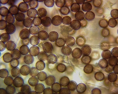 Didymium squamulosum