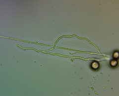 Didymium squamulosum
