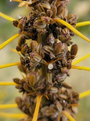 Aciphylla
