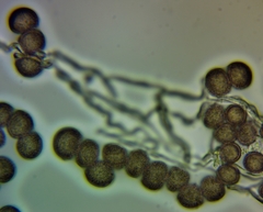 Didymium squamulosum