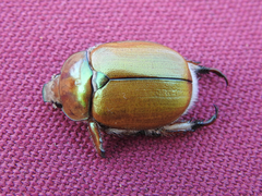 Anoplognathus suturalis