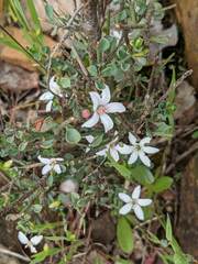 Philotheca verrucosa