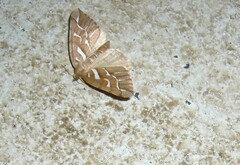 Chalastra aristarcha