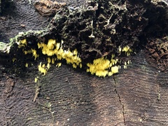 Mucronella flava