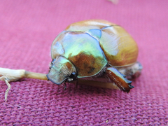 Anoplognathus suturalis