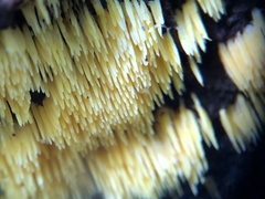 Mucronella flava