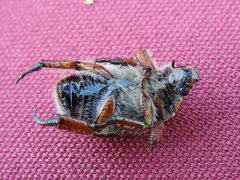 Anoplognathus suturalis