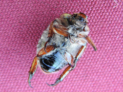 Anoplognathus suturalis