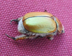 Anoplognathus suturalis