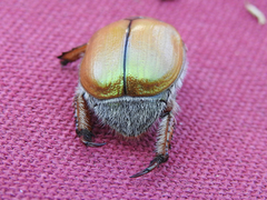 Anoplognathus suturalis
