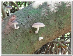 Oudemansiella