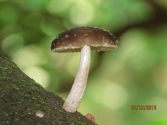 Oudemansiella