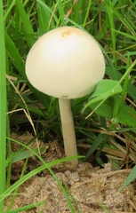 Panaeolus