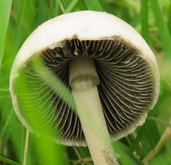 Panaeolus
