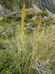 Aciphylla scott-thomsonii