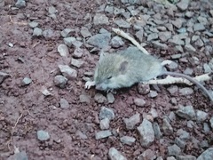 Muroidea