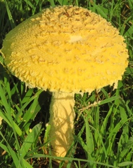 Saproamanita