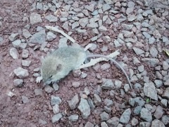 Muroidea