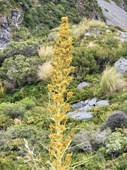 Aciphylla scott-thomsonii